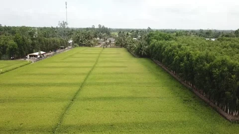 Green rice fields Stock Footage 243711418