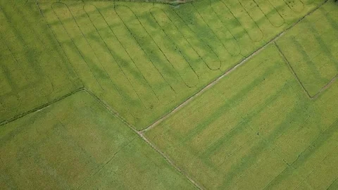 Green rice fields Stock Footage 243711425