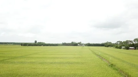 Green rice fields Stock Footage 243711438