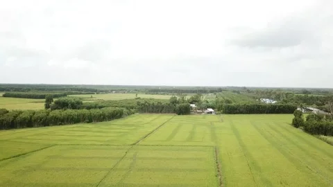 Green rice fields Stock Footage 243711449