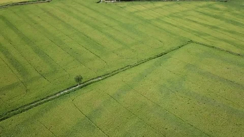 Green rice fields Stock Footage 243711515