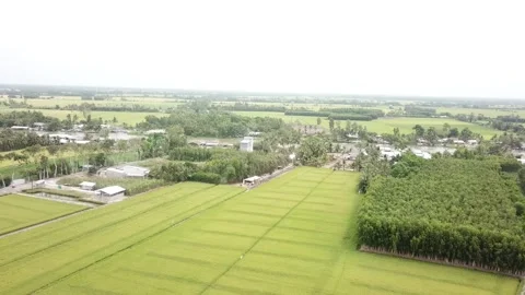 Green rice fields Stock Footage 243711542