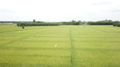 Green rice fields Stock Footage 243711554