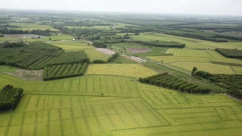 Green rice fields Stock Footage 243711558
