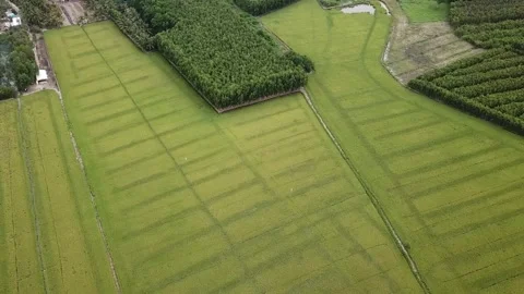 Green rice fields Stock Footage 243711567