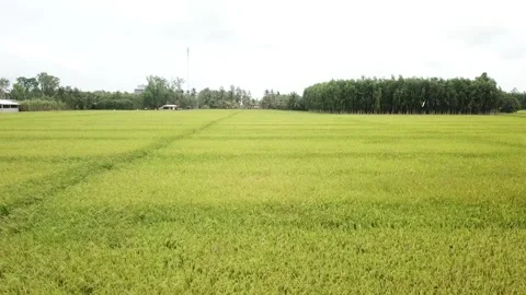 Green rice fields Stock Footage 243711573