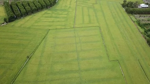 Green rice fields Stock Footage 243711586