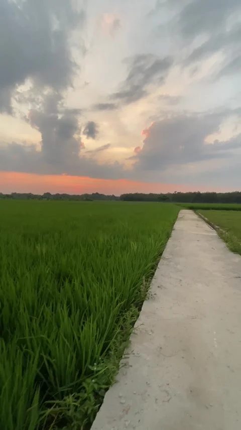 Green rice fields Vídeos de archivo 279574480