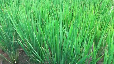 Green rice fields Stock Footage 295906866