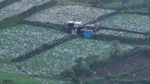 Green rice fields Stock Footage 297585249