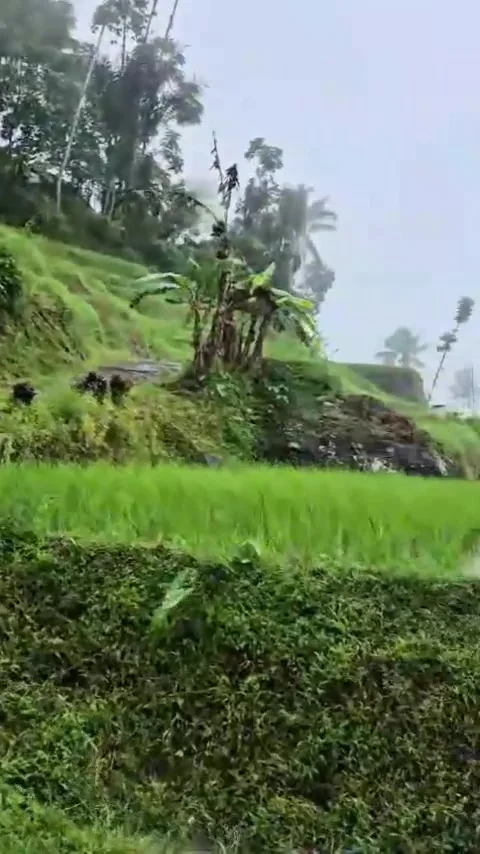 Green rice fields Stock Footage 308352411