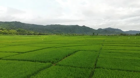 Green rice fields Stock Footage 325770169