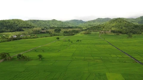 Green rice fields Stock Footage 325770850