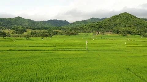 Green rice fields Stock Footage 325771157