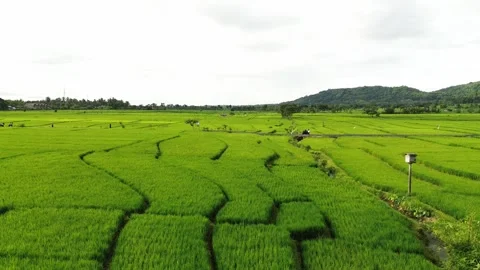 Green rice fields Stock Footage 327019438