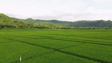 Green rice fields Stock Footage 327021224