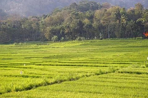 Green rice fields with forest and mountain background Stock Photos