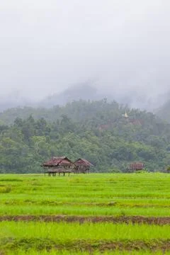 Green rice fields in front of mountain Stock Photos