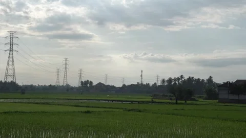 Green Rice Fields with High Voltage Power Lines in Rural Landscape 库存影片 264007945