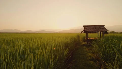 Green rice fields with hut Stock Footage 263934011