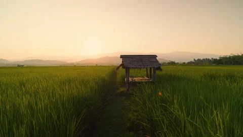 Green rice fields with hut Stock Footage 265203630