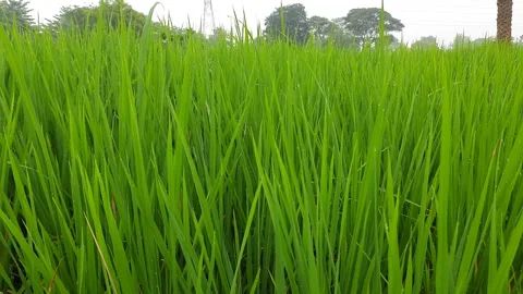 Green rice fields India. Stock Footage 140014528
