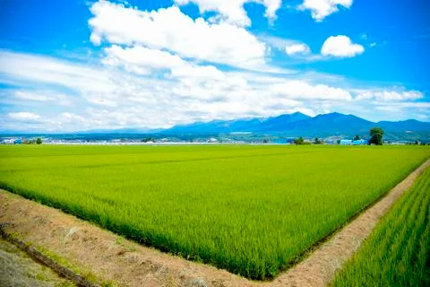 Green rice fields in japan2 Stock Photos