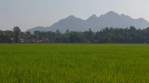 Green Rice Fields in the Karen State of Burma Video stock 37351137