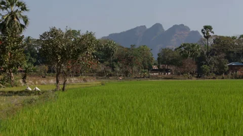 Green Rice Fields in the Karen State of Burma Vídeos de archivo 37351203