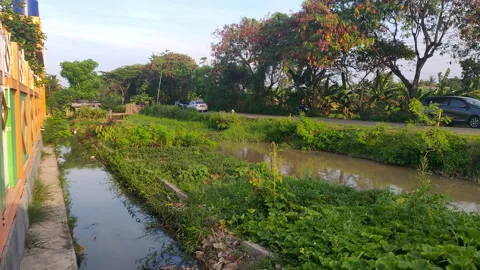 Green rice fields with large tree and irrigation canal in rural Indonesia Stock Footage 317978383