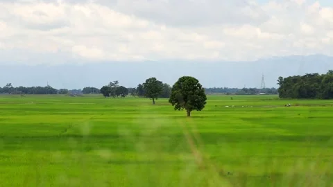 Green Rice Fields with Lone Tree and Mountain Landscape Видео 344835396