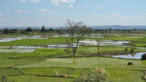 Green Rice Fields in Madagascar Stock Footage 117033678