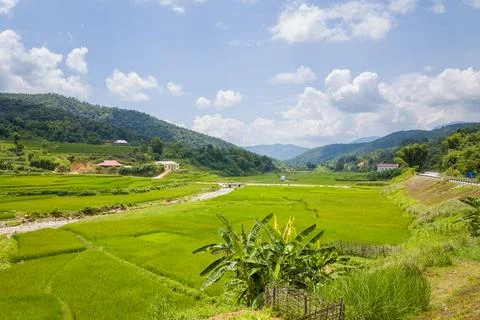 The green rice fields in the middle of forests and karst mountain peaks, in.. Stock Photos