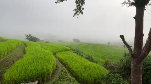 Green rice fields with mist Video stock 252702439