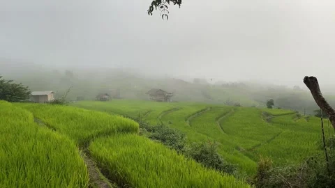 Green rice fields with mist Video stock 252702451