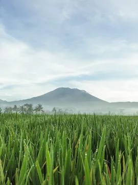 Green Rice Fields with Mount Agung Volcano at Sunrise Copy Space Photos