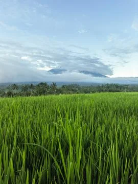 Green Rice Fields with Mount Agung Volcano in Bali Aerial View Stock Photos