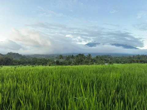 Green Rice Fields with Mount Agung Volcano in Bali Aerial View Stockfoto's