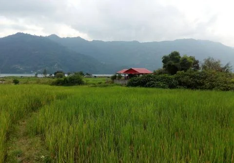 A green rice fields in the mountains Stock Photos