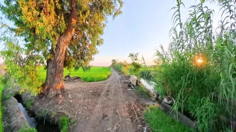 Green rice fields in the Nile Delta of Egypt Stock Footage 321803624