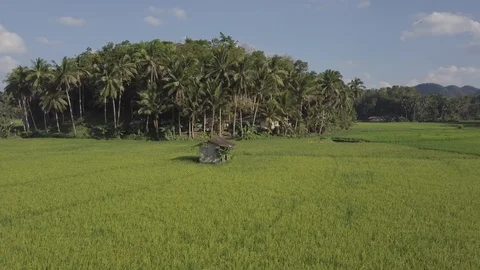 Green rice fields with palm trees on Bohol island in Philippines. Stockbeeldmateriaal 124075384
