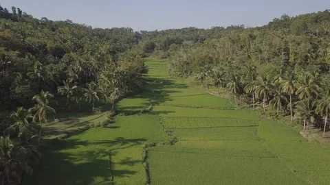 Green rice fields with palm trees on Bohol island in Philippines. Stock Footage 124076056