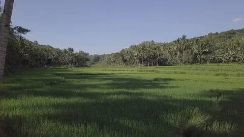 Green rice fields with palm trees on Bohol island in Philippines. Stock Footage 124076141
