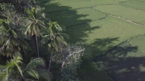 Green rice fields with palm trees on Bohol island in Philippines. Stock Footage 124076192