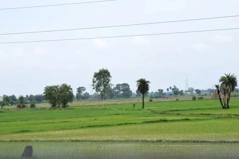 Green rice fields with palm trees in rural India Stock Photos
