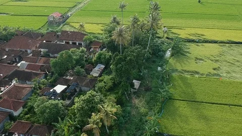 Green rice fields pan shot in a village on Bali with local houses and temples Video stock 114353221