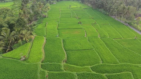 Green Rice Fields in Payangan Bali Aerial Drone view from above Stock Footage 346193674