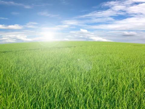 Green rice fields Stock Photos