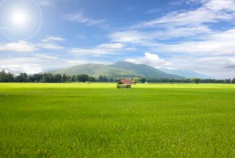 Green rice fields Stock Photos