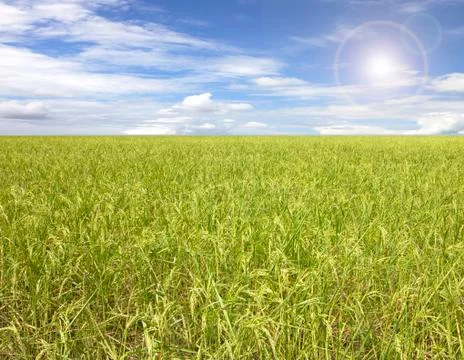 Green rice fields Stock Photos